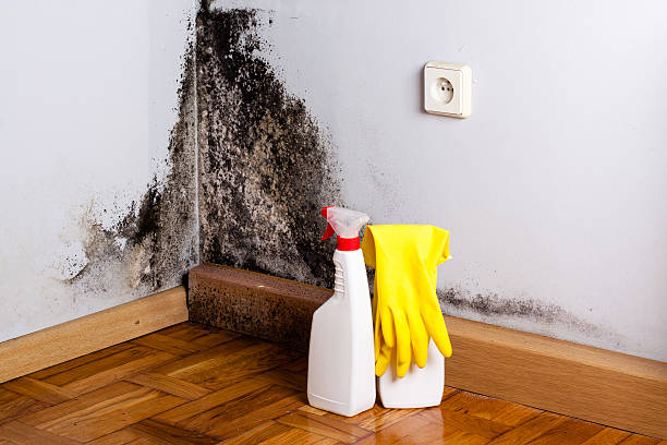 Best Mold Remediation for Rental Properties  in Bellefonte, PA